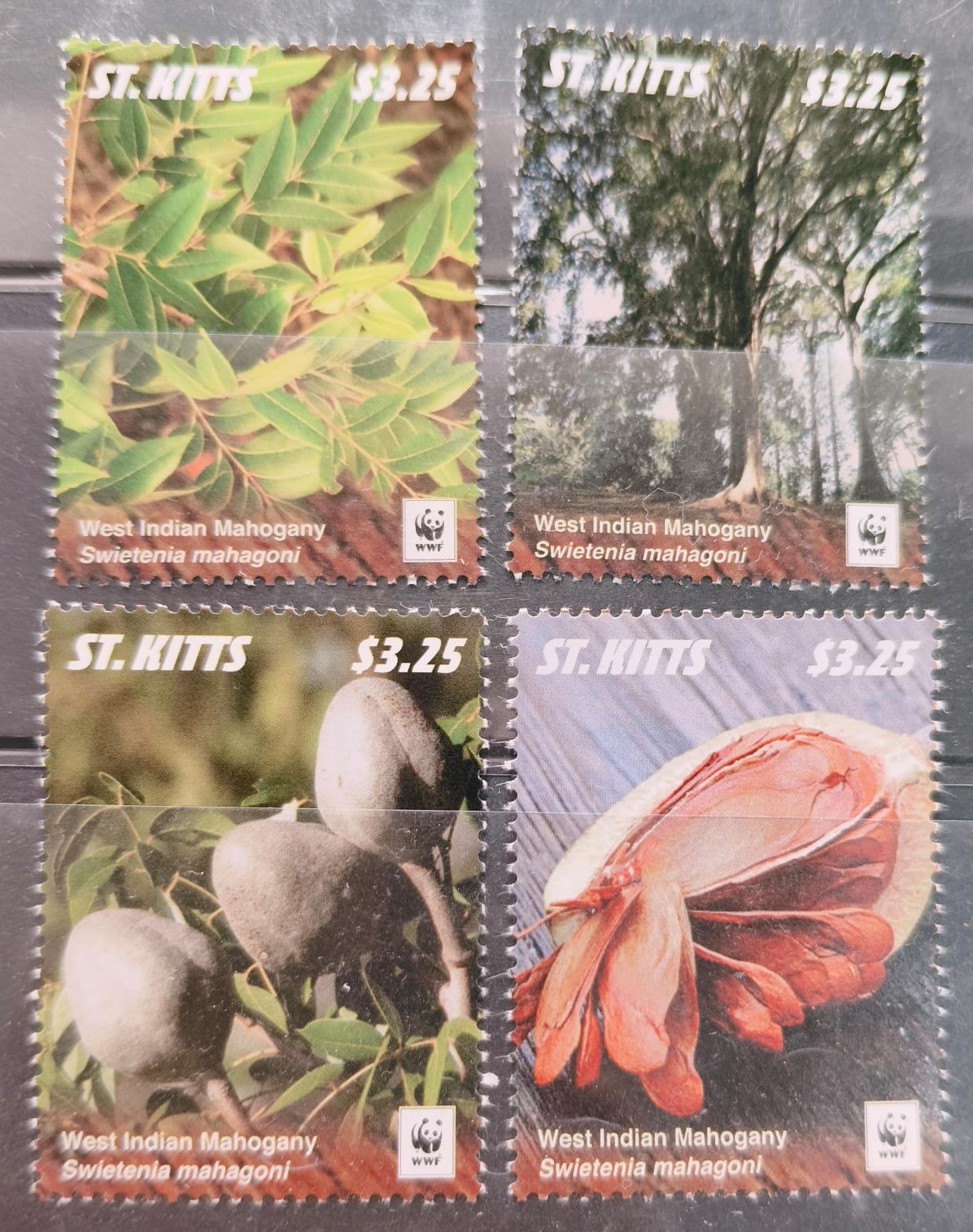 Saint Kitts 2016 Mahogany Trees Wood Fruits Endangered WWF 4v Set M/S MNH