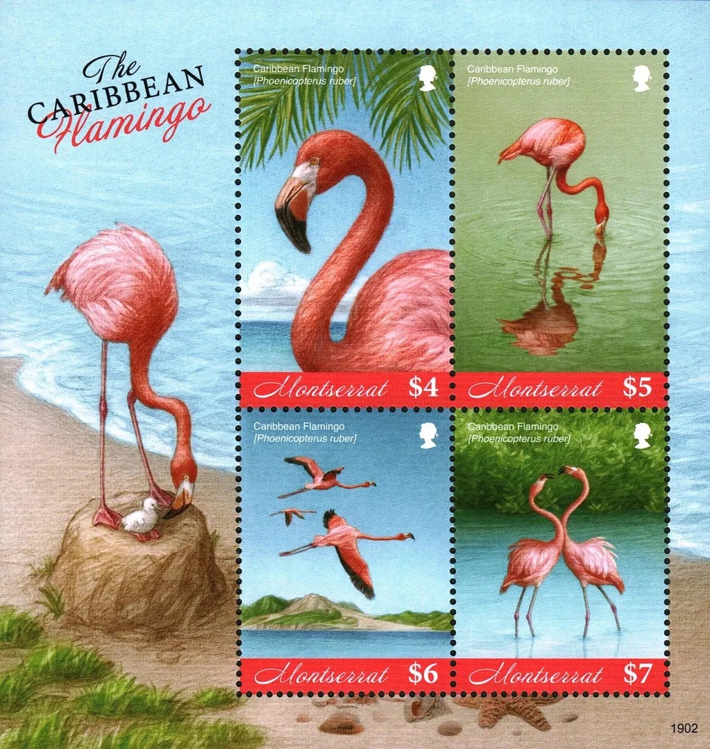 Montserrat 2019 Caribbean Flamingo Birds M/S MNH