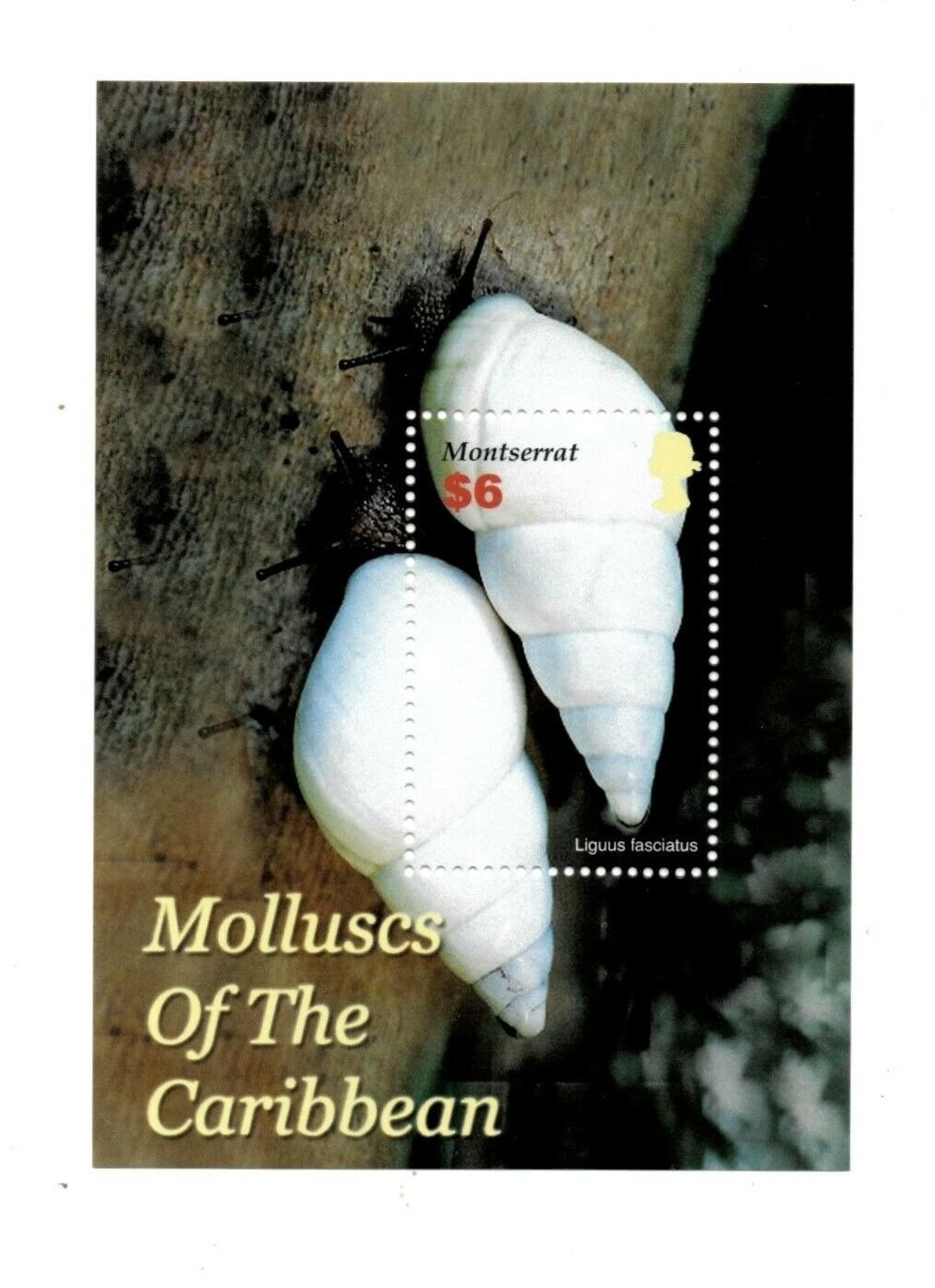 Montserrat 2005 Molluscs shell M/S MNH