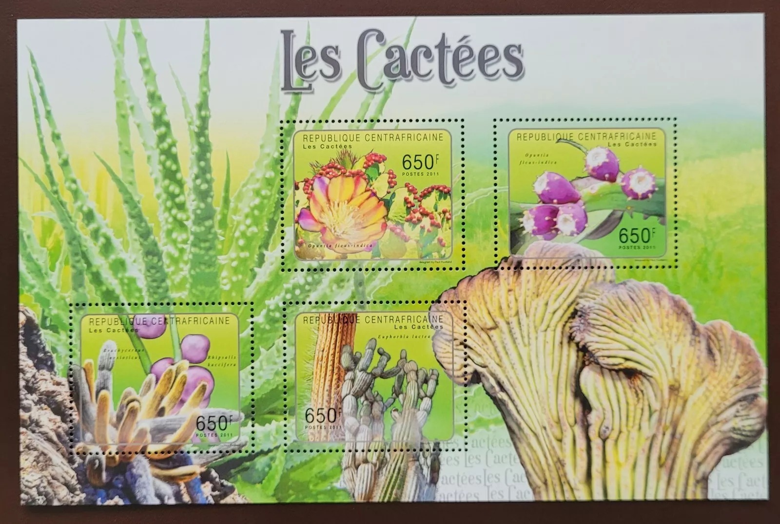 Central Africa 2011 Flora Cactuses M/S HMN