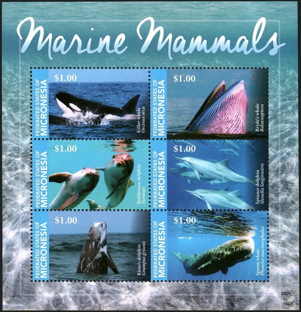 Micronesia 2015 Marine Life Mammals M/S MN