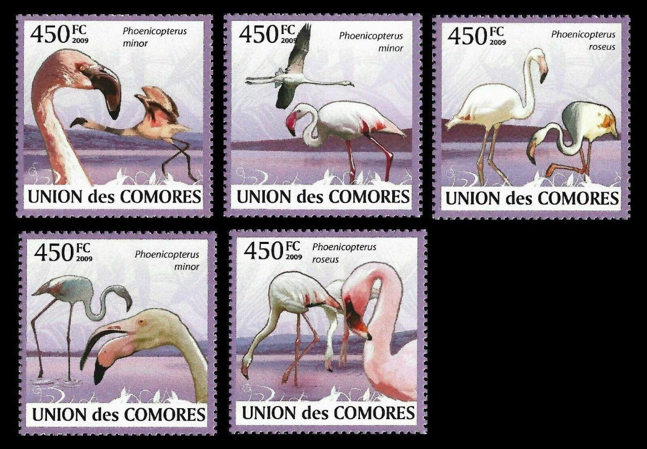 Comores 2009 Flamingos Birds Stamps 5v Set MNH